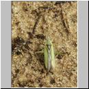 Miridae sp - Weichwanze 01a 9mm.jpg